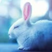 Play 2048 Bunnies