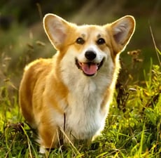 Play Corgi online for free